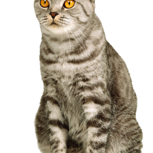 kitten png image, free download picture