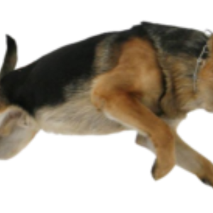 German Shepherd PNG
