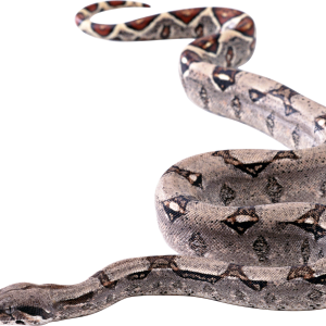 Snake PNG image picture download free