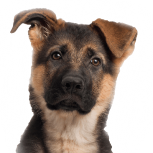 German Shepherd PNG