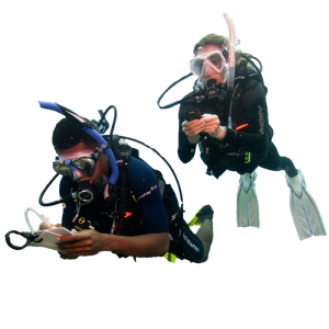 Diver PNG