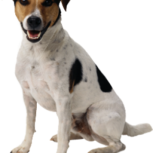 dog png image, picture, download, dogs