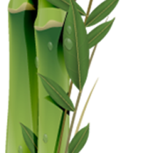 Bamboo PNG