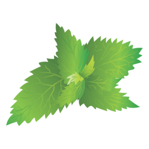 Nettle PNG