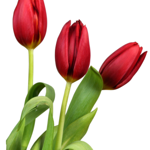 Tulip PNG image