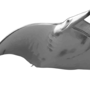 Stingray PNG