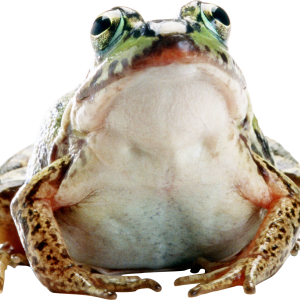 Frog PNG