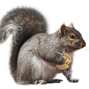 Squirrel PNG