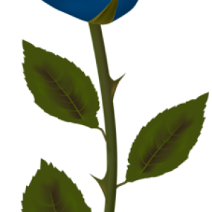 Rose PNG