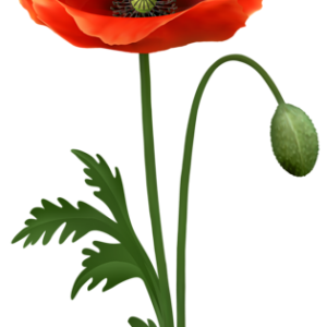 transparent poppy flower PNG