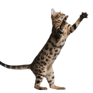 playing cat PNG