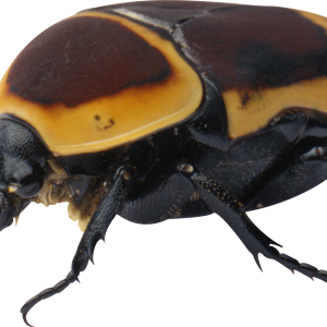 bug PNG image