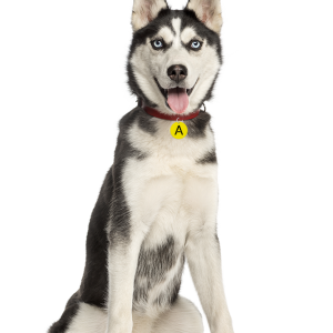 Husky PNG