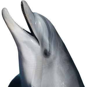 Dolphin PNG