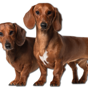 Dachshund PNG