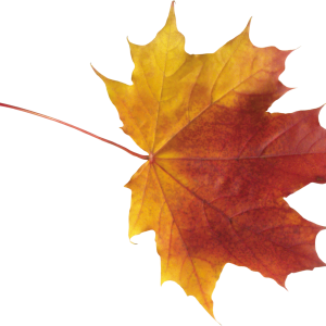 autumn PNG leaf