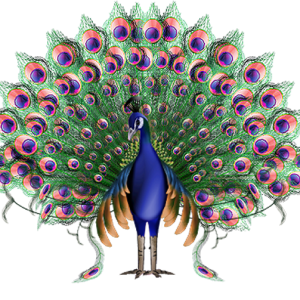 Peacock PNG