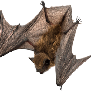 Bat PNG