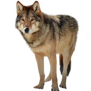 Wolf PNG