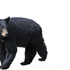 black bear PNG image