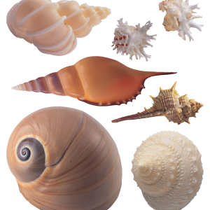 Seashell PNG
