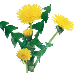 Dandelion PNG