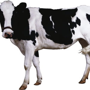 Cow PNG image