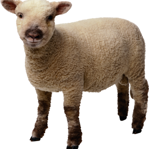 little sheep PNG image