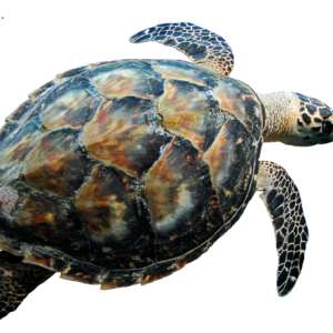 Turtle PNG