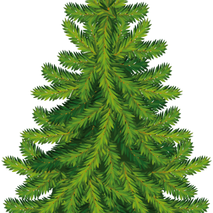 Fir-tree PNG image