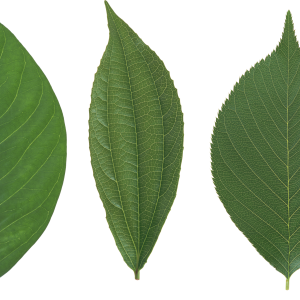 Green leaf PNG