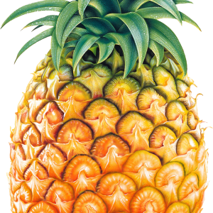 Pineapple PNG image, free download