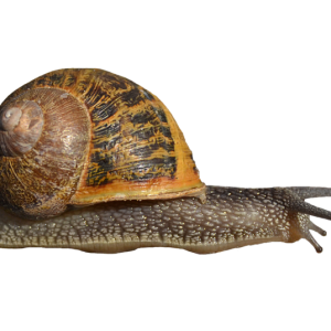 Snail PNG