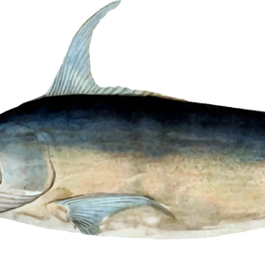 Swordfish PNG image