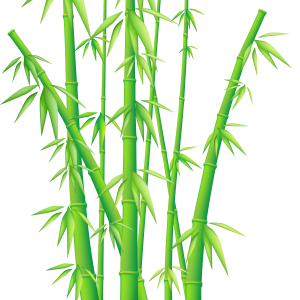 Bamboo PNG