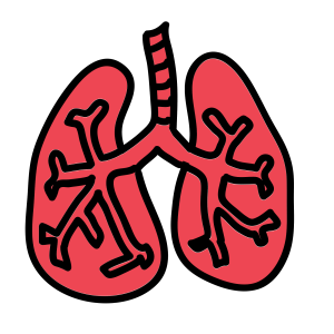 Lungs PNG
