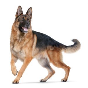 Dog PNG