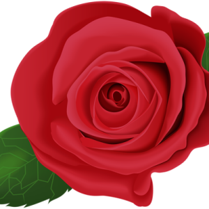 Rose PNG