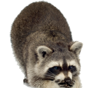 Raccoon PNG