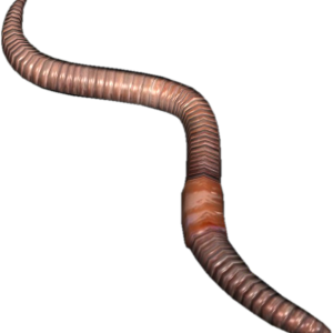 earthworm worm PNG