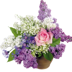 Lilac PNG