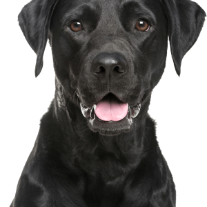 Labrador Retriever PNG