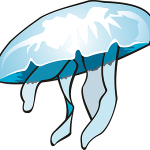Jellyfish PNG