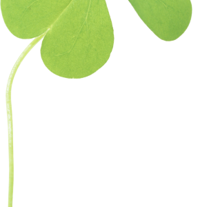 Clover PNG image