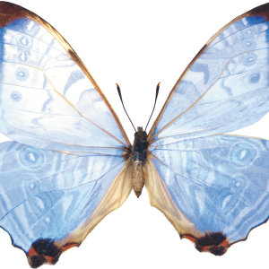 Butterfly PNG