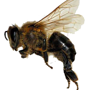 Bee PNG