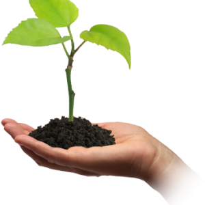 Soil in hand PNG