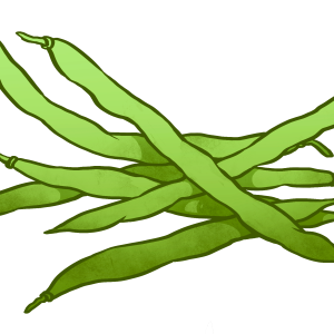Green bean PNG