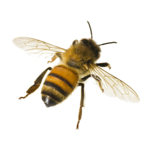 Bee PNG