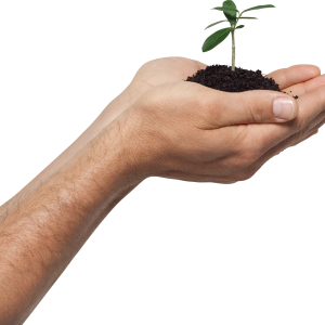 sprout in hand PNG